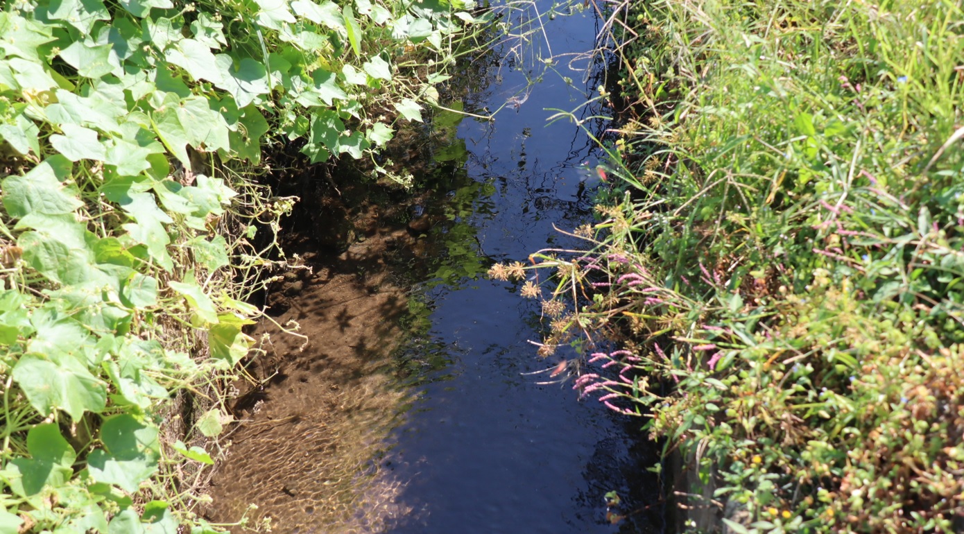 タガメの里 タガメの命をつなぐ用水路（拡大）_2022年9月29日13時5分頃_気温29度